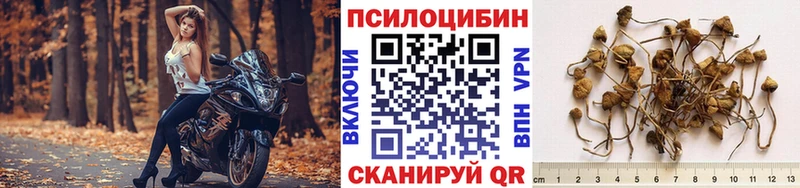 Купить  Игарка  Псилоцибиновые грибы MAGIC MUSHROOMS 